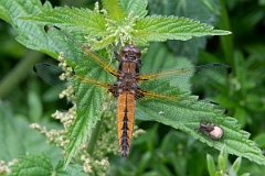 David Plant Photography - Wildlife Photography - Scarce chaser - O
